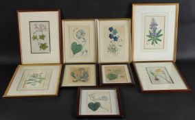 JAMES SOWERBY (1756/57-1822) Botanical study of flowers, 21 x 12cm and eight other botanical studies