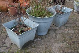 Three plastic planters containing shrubs.