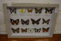 Display case containing butterflies.