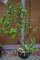 A large glazed plant pot with small tree.