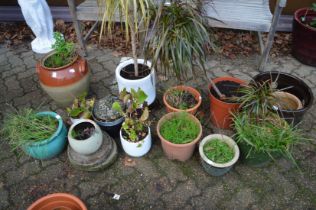 Various plant pots, shrubs etc.