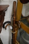 Various walking sticks.