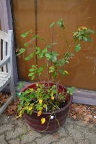 A plastic planter with rose bushes.