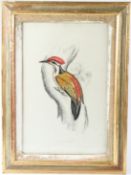 ELIZABETH GOULD (1804-1841) 'Picus Shorii' Himalayan goldenback bird on a tree, lithographic print