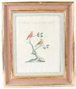 XAVERIO MANETTI (1723-1784) 'Bengalini Minori..CCCLXVI' two birds on branches, coloured etching,