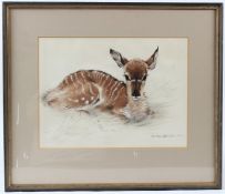 RALPH THOMPSON Study of an antelope calf probably a Kudu watercolour signed 27 x 37cm