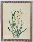 MANNER OF P J REDOUTE Study of a daffodil watercolour 44.5 x 34cm