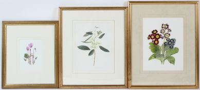 EVELYN BINNS Botanical studies set of three watercolours all signed 26.5 x 20cm and smaller (3)