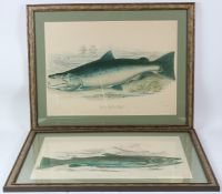 W H LIZARS AFTER WILLIAM JARDINE Salmon on a riverbank in landscape settings, pair of coloured
