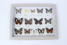 A DISPLAY CASE CONTAINING BUTTERFLIES.