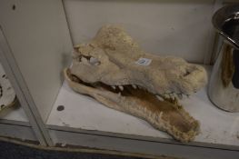 Plaster cast model of an alligator skull.