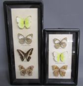 Taxidermy butterflies - catopsilia crocale crocale - cepora nadina eunama - graphium sarpedon