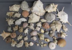 Collection of shells includes conch, sea urchins, hippopus etc