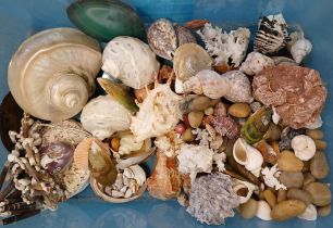 Selection of seashells, fossils & desert rose