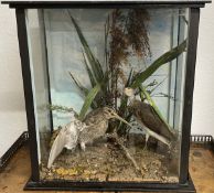 Early 20th century case taxidermy pair of snipe 40cm by 38cm