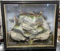 Large 19th century case taxidermy display of seagulls & other sea bird in a glass case Ht 94cm W