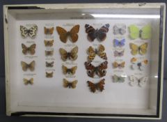 Cased taxidermy butterflies - approx. 35.5 x 25.cm x 5cm