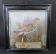 A late 19th century taxidermy Curlew in naturalistic setting, glass case a/f.