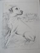 Print; Pollyanna Pickering study of a dog, framed, 42 x 32cm overall.