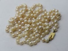 A long string of individually knotted pearls having yellow metal clasp, no apparent hallmarks,