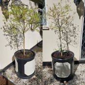 A pair of composite painted circular platers, 55 x 55cm.