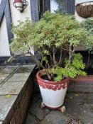 A painted garden terracotta planter 50 x 55cm. Includes plant.