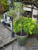 A large green glazed garden planter, 60 x 60cm. Includes plant.