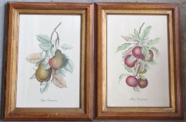 A pair of hand coloured fruit prints, matching frames, each measuring 56 x 41cm overall.