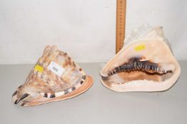 Two large shells