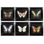 BUTTERFLY PRINTS, A SET OF 6.