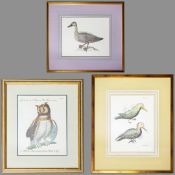 ORNITHOLOGICAL PRINTS (3).