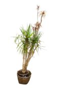A Madagascar Dragon tree, house pot plant in a wicker basket.