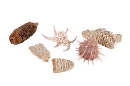 A collection of assorted Natural History items. Including Mammoth teeth, sea shells, etc. Max.