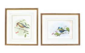 Two bird watercolours. 'Blue Headed Tanager' and 'Hawfinch'.