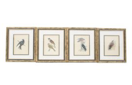 A set of four ornithology bird 19th century hand coloured engravings.