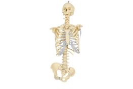A contemporary plastic model skeleton.