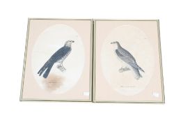 A pair of coloured lithoprints of birds of prey.
