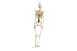 A novelty model plaster model of a skeleton.