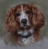 A contemporary pastel portrait of a spaniel. Indistinctly signed (lower right), 28.