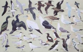 Eight posters of birds for the Royal Society for the Protection of Birds. 57cm x 88cm.