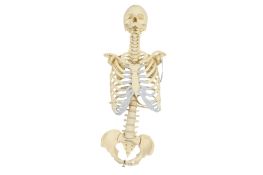 A contemporary plastic model skeleton.