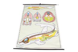 A vintage German educational poster. Produced by Druck v.