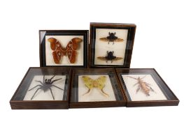 Six cased insect specimens.