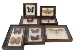 A collection of cased butterfly and moth specimens.