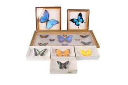 A collection of butterfly specimens.