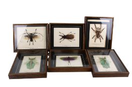 Six cased insect specimens.