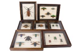 A collection of cased beetle specimens.