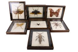 Seven cased insect specimens.
