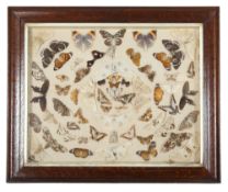 A glazed display cabinet containing a collection of moths and butterflies.