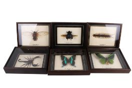 Six cased insect specimens.